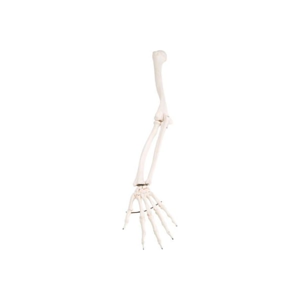 3B Anatomical Model - Loose Bones, Arm Skeleton, Left